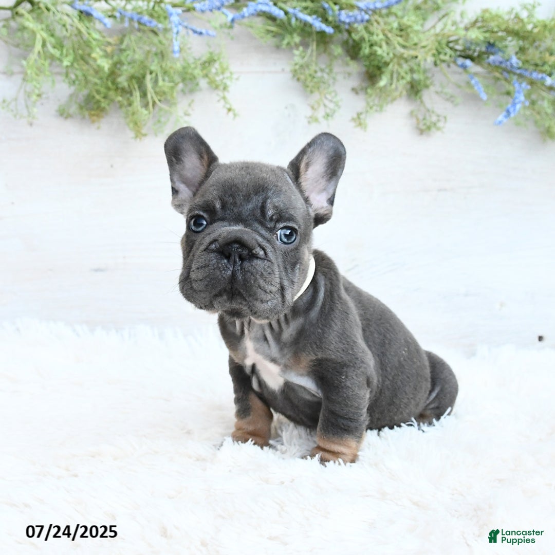 French Bulldog dogs for sale: Blazer - Image 4