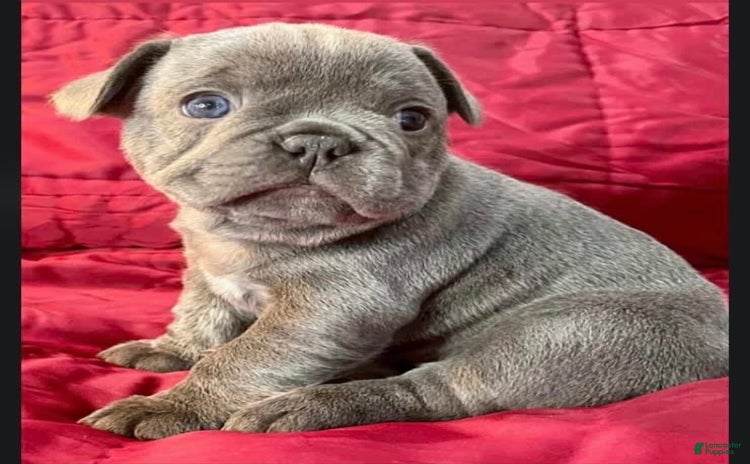 French Bulldog dogs for sale - Ad 2