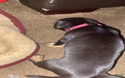 Dachshund dogs for sale: Sakura - Image 5