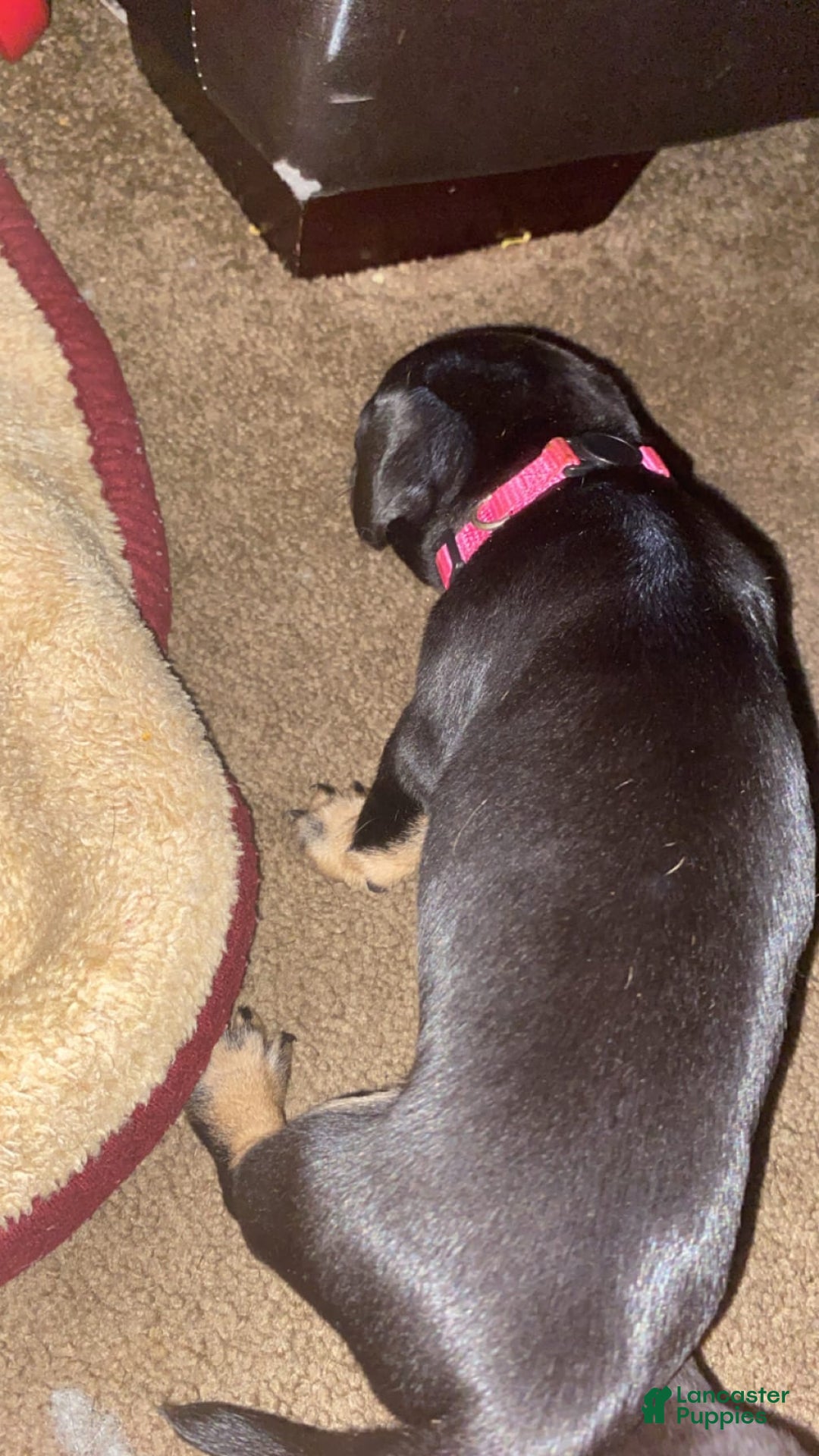 Dachshund dogs for sale: Sakura - Image 5