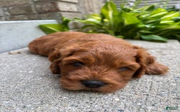 Cockapoo dogs for sale: Rory - Image 2