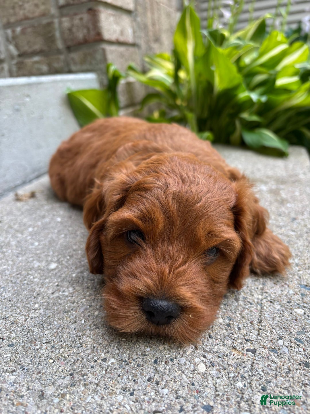 Cockapoo dogs for sale: Rory - Image 2