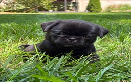 Pug dogs for sale: Pug 4 puppies - Image 10