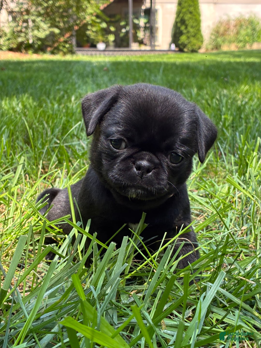 Pug dogs for sale: Pug 4 puppies - Image 10