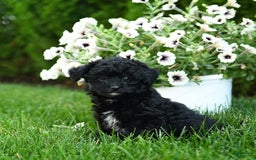Mini Aussiedoodle dogs for sale: Shadow - Image 1