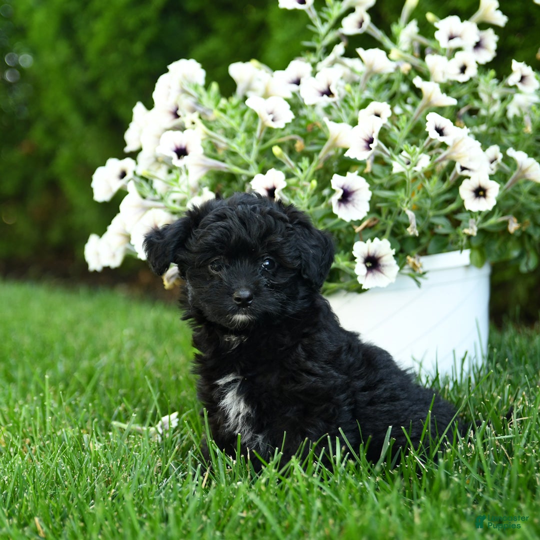 Mini Aussiedoodle dogs for sale: Shadow - Image 1