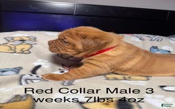 Dogue De Bordeaux dogs for sale: Red Collar Male - Image 2
