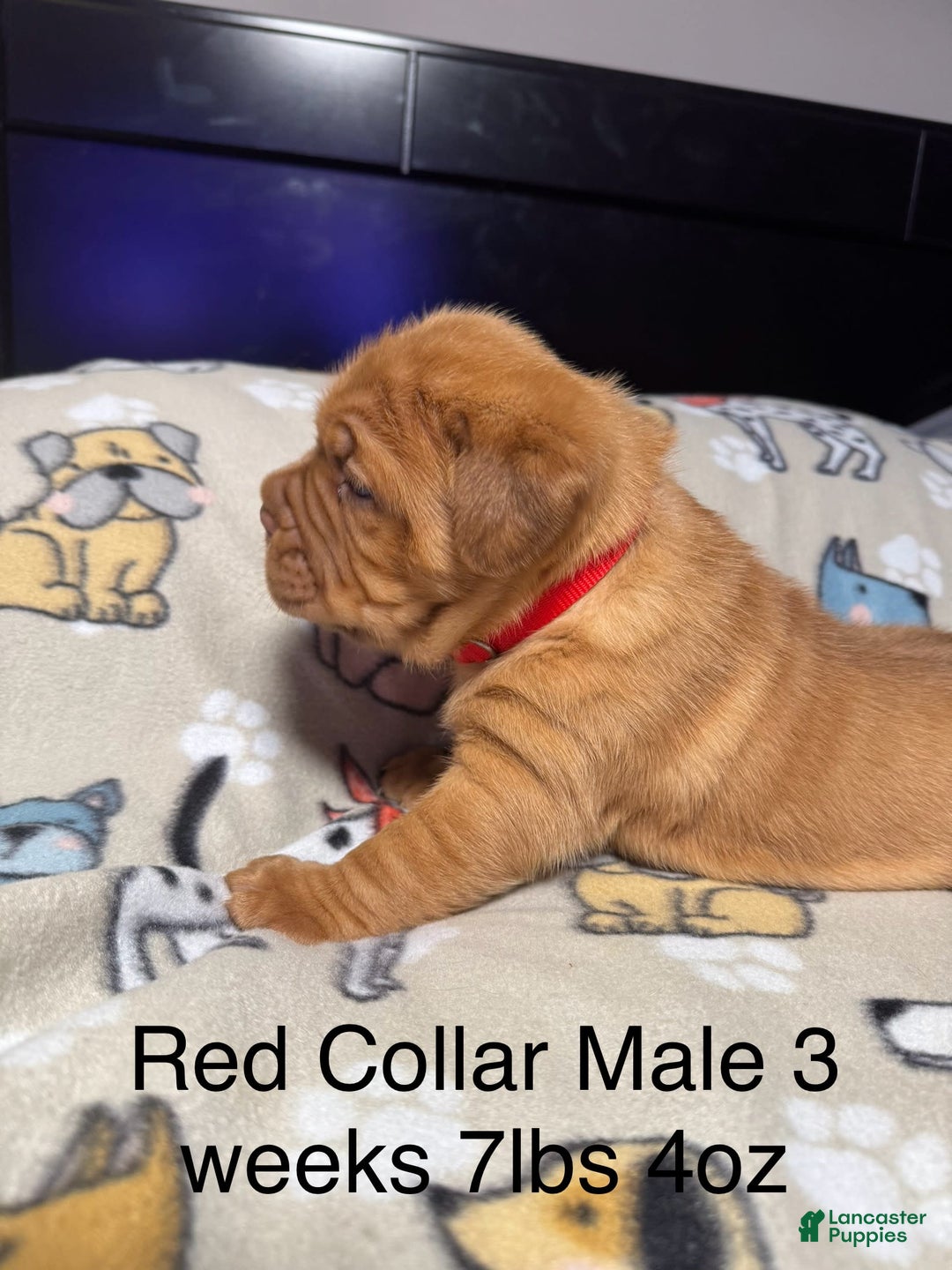 Dogue De Bordeaux dogs for sale: Red Collar Male - Image 2