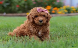 Mini Goldendoodle dogs for sale: Maple - Image 1