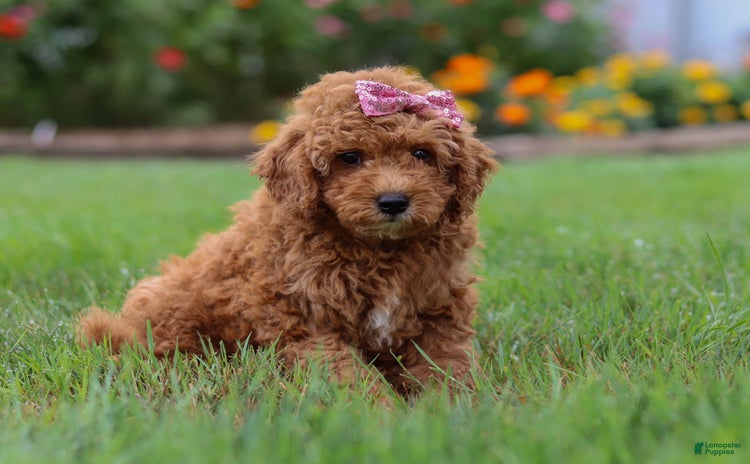 Mini Goldendoodle dogs for sale - Ad 3