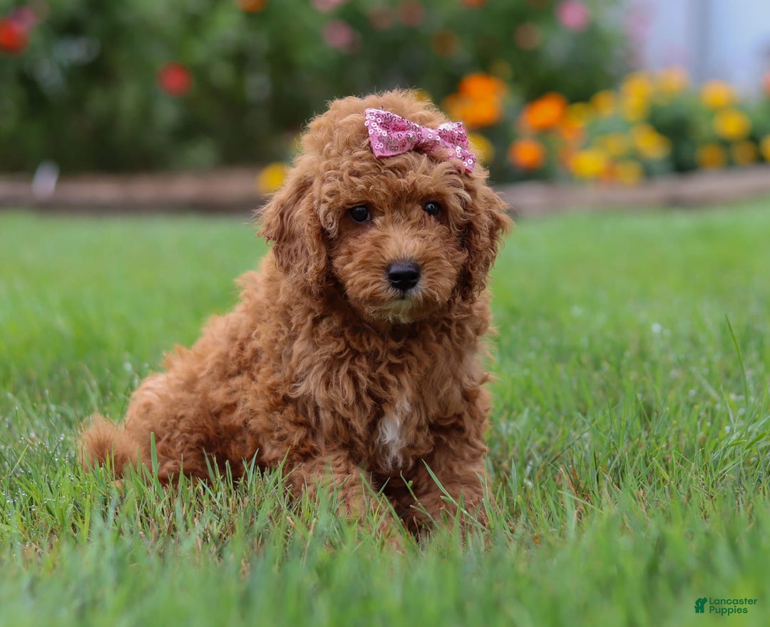 Mini Goldendoodle dogs for sale: Maple - Image 1