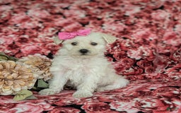 Morkie dogs for sale: Zahara Hypoallergenic - Image 3