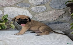 English Mastiff dogs for sale: Bear - Image 7