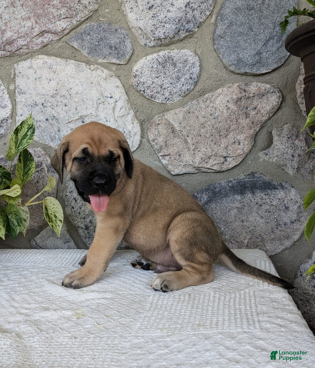 English Mastiff dogs for sale: Bear - Image 7