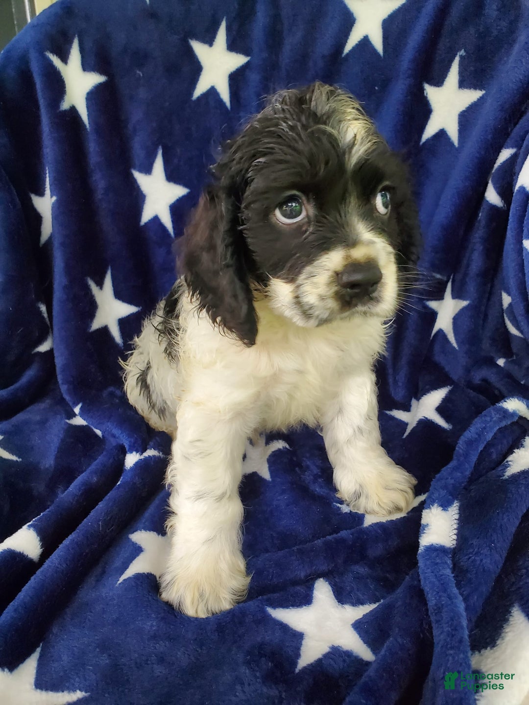 Cocker Spaniel dogs for sale: Nash - Image 27