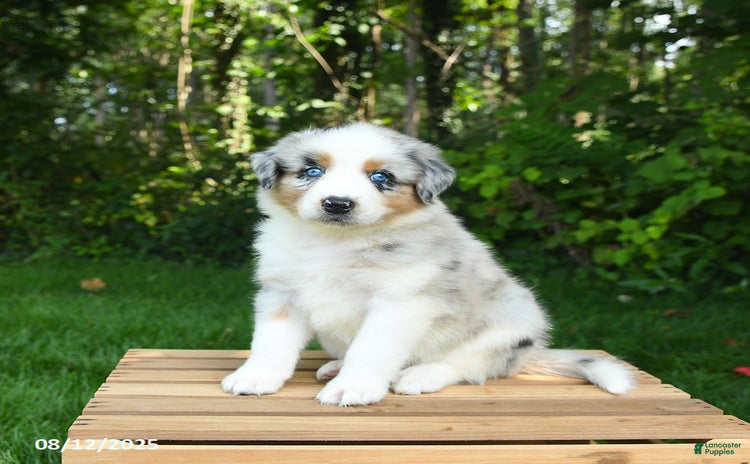 Australian Shepherd dogs for sale - Ad 2