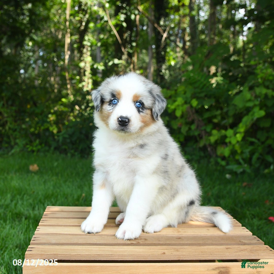 Australian Shepherd dogs for sale: Ashley - Image 1