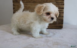 Teddy Bear dogs for sale: Katy - Image 3