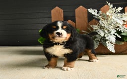 Bernese Mountain Dog dogs for sale: Maze - Image 5