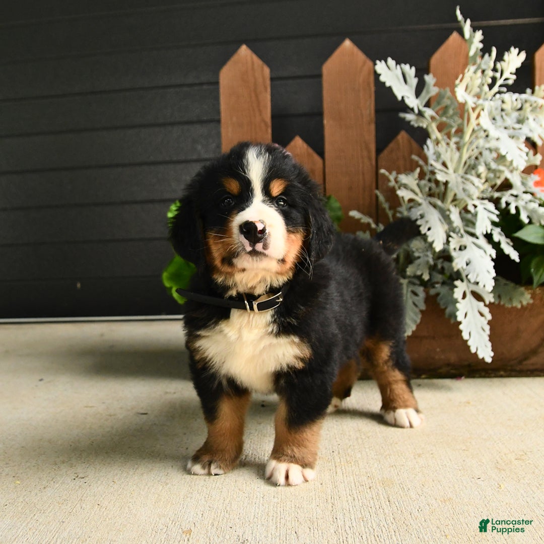 Bernese Mountain Dog dogs for sale: Maze - Image 5