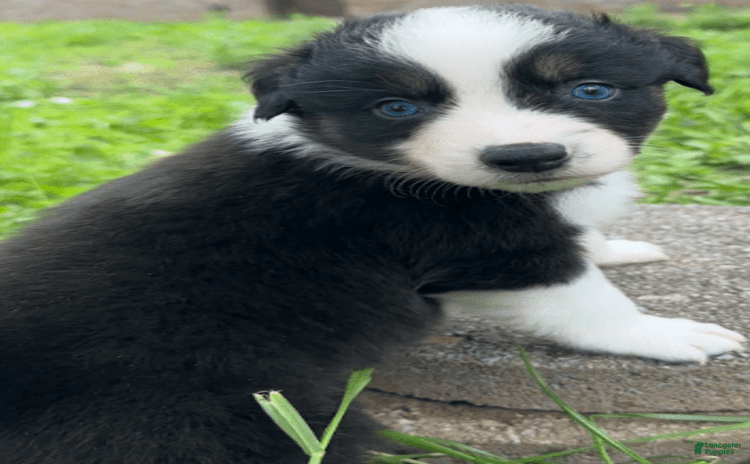 Australian Shepherd dogs for sale - Ad 1