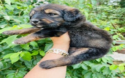 Bernedoodle dogs for sale: 💗 Coconut Bean - Image 8