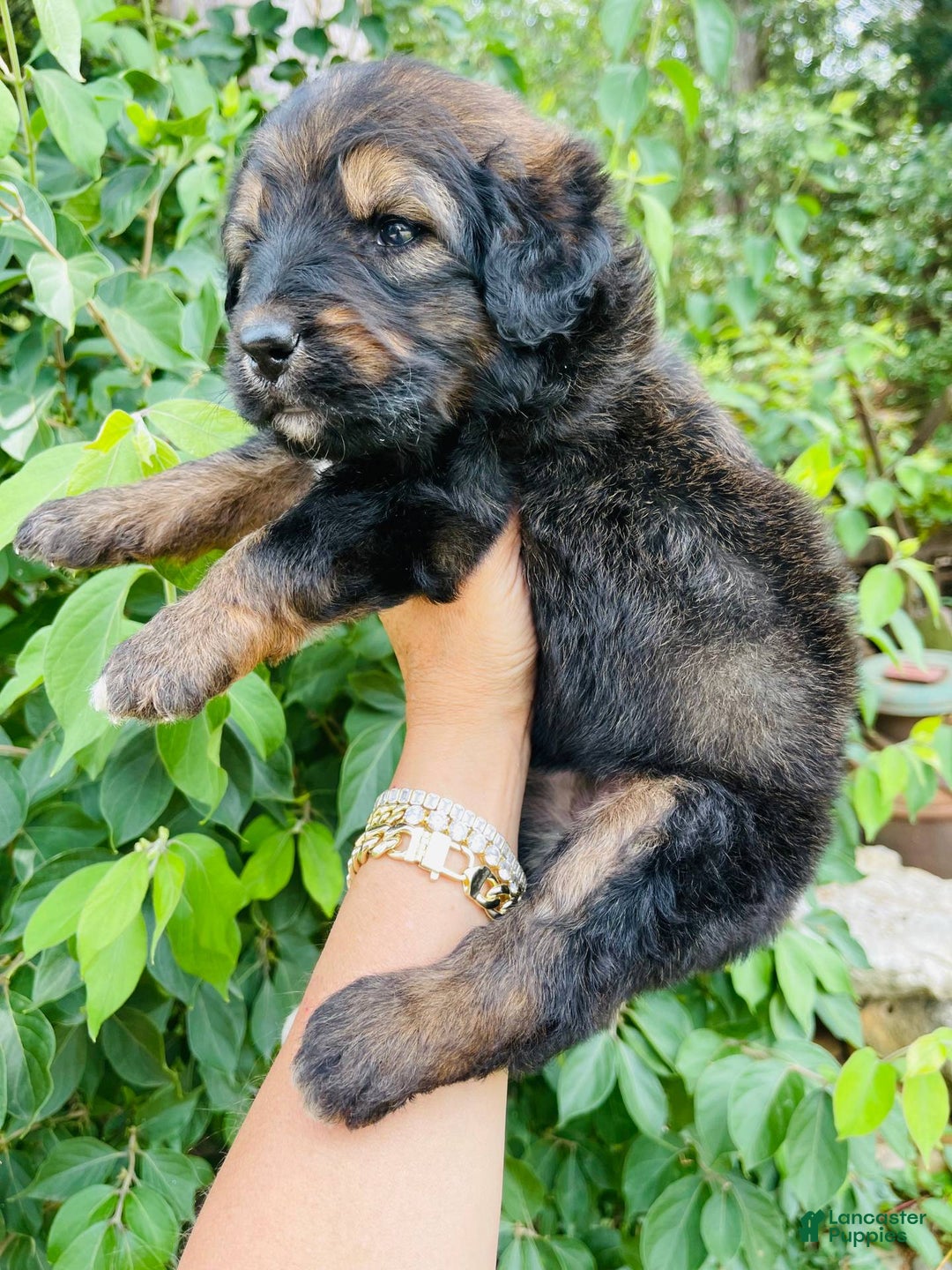 Bernedoodle dogs for sale: 💗 Coconut Bean - Image 8