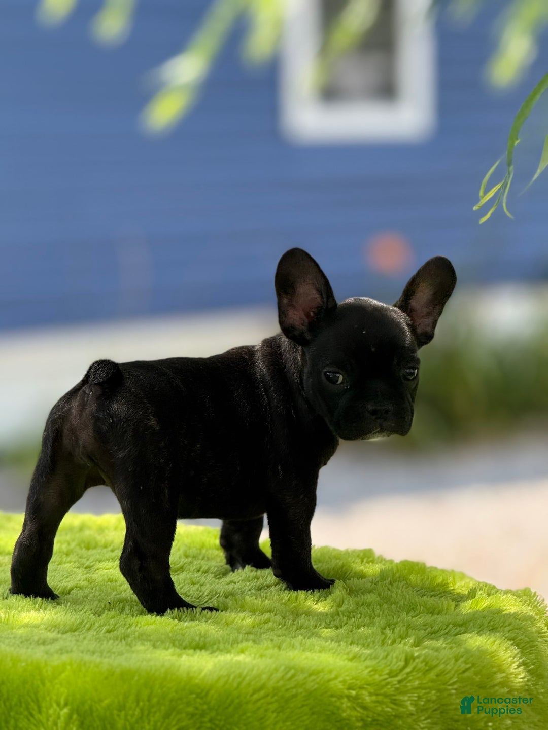 French Bulldog dogs for sale: Nova - Image 8