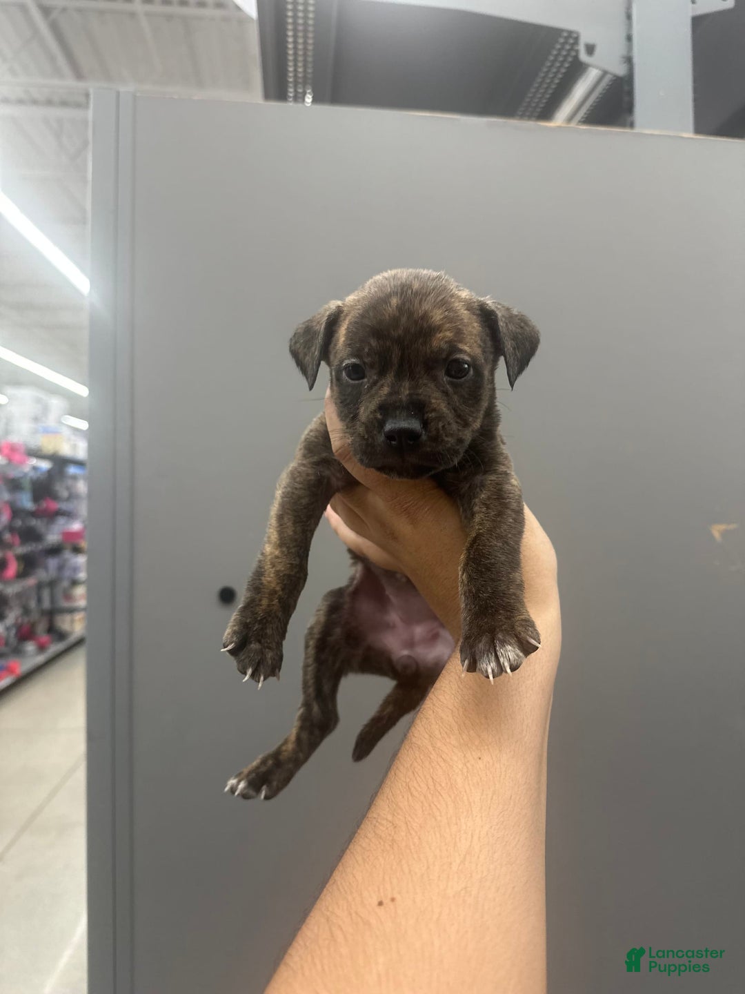 American Pit Bull Terrier dogs for sale: Simea - Image 2