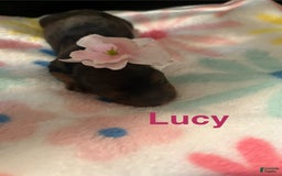 Yorkshire Terrier dogs for sale: Lucy - Image 5