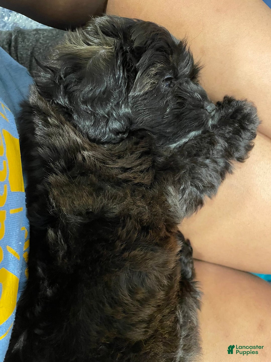 Yorkiepoo dogs for sale: Sarabi - Image 5