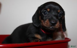 Dachshund dogs for sale: Raven Girl 1 - Image 5
