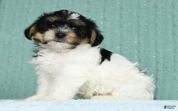Yorkiepoo dogs for sale: Brent - Image 5