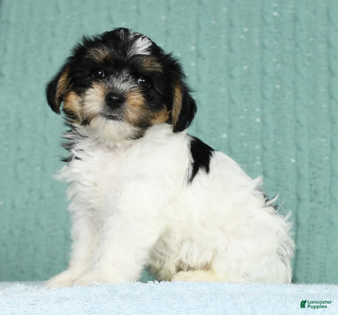 Yorkiepoo dogs for sale: Brent - Image 5