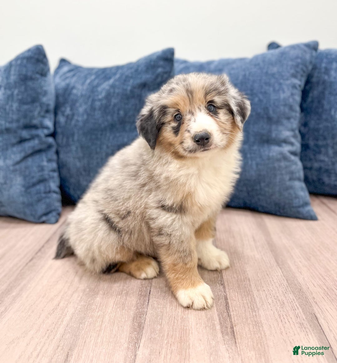 Australian Shepherd dogs for sale: Dusty - Image 3