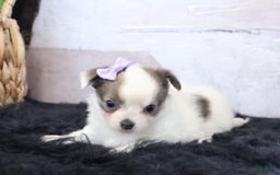 Chihuahua dogs for sale: Charo Teacup - Image 1