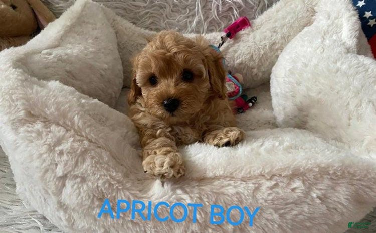 Maltipoo dogs for sale - Ad 1