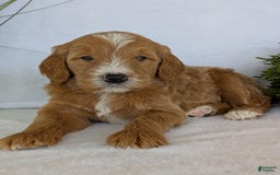 Goldendoodle dogs for sale: Parker - Image 8
