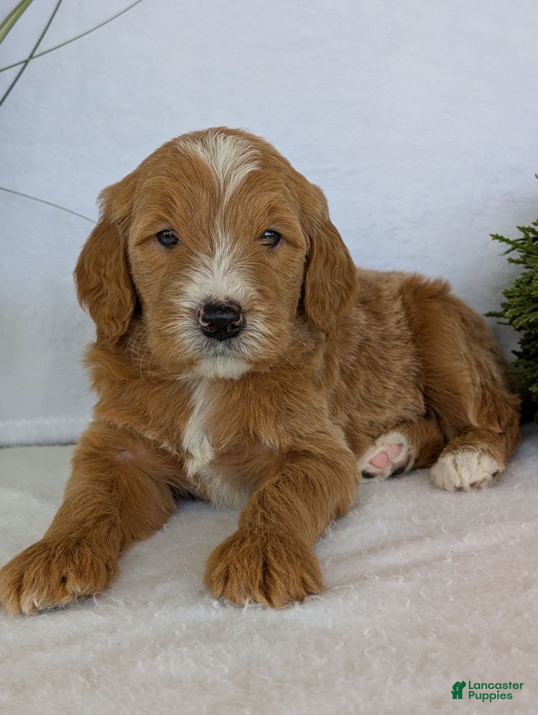 Goldendoodle dogs for sale: Parker - Image 8