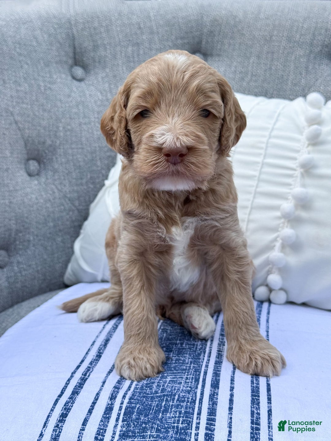 Goldendoodle dogs for sale: Lewis - Image 7