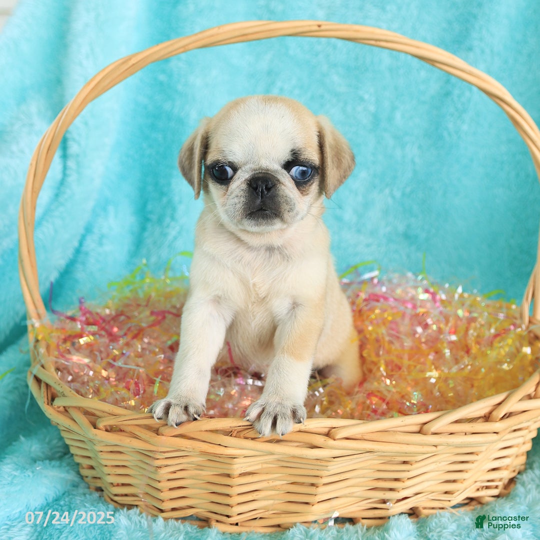 Pug dogs for sale: Peaches - Image 3