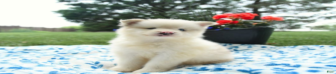 Marshmallow