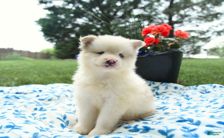 Pomsky dogs for sale - Ad 4