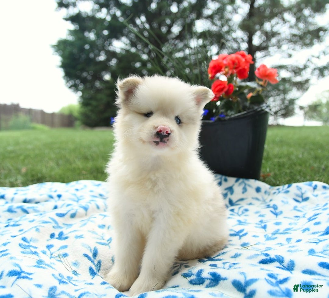 Pomsky dogs for sale: Marshmallow - Image 1