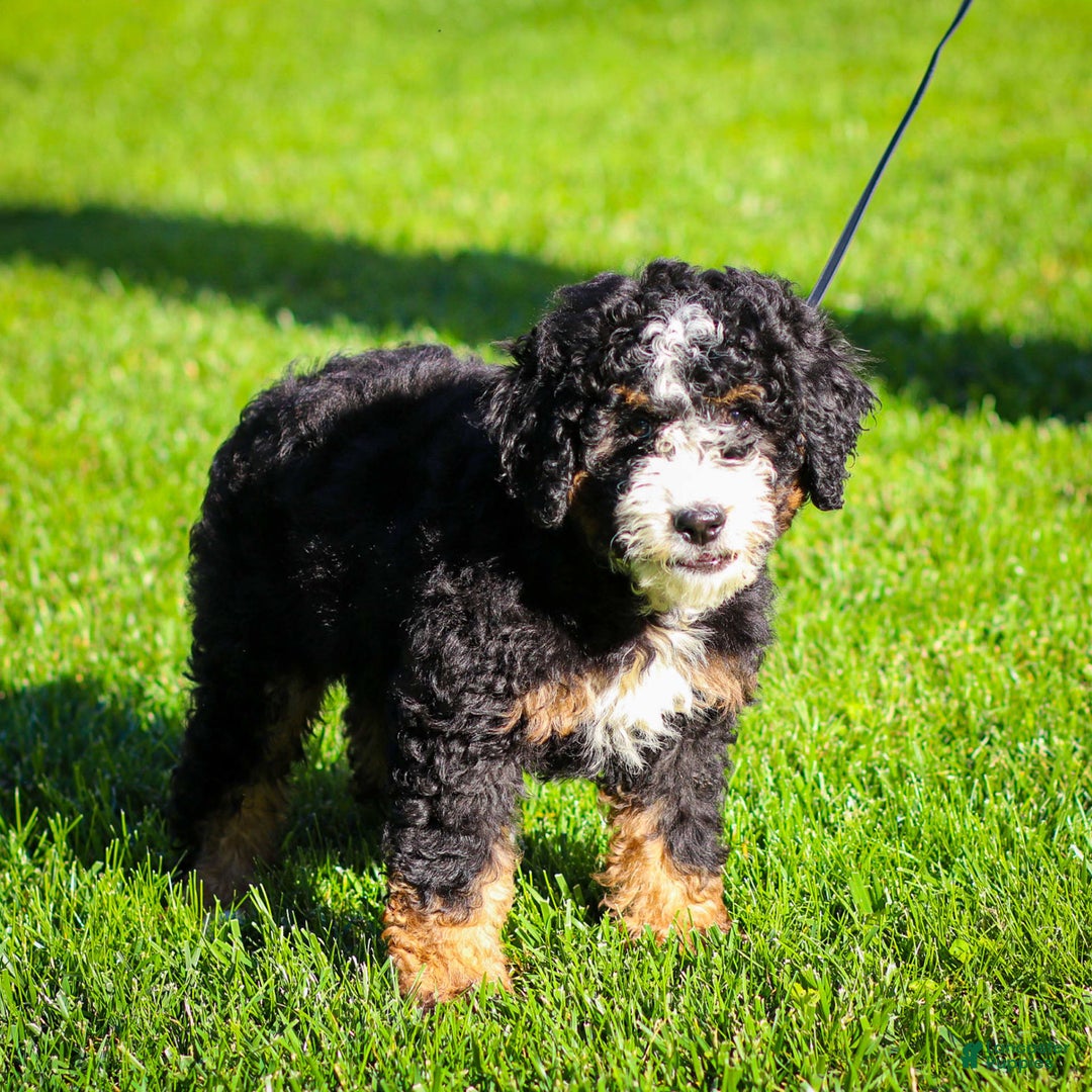 Mini Bernedoodle dogs for sale: Ozzy - Image 2