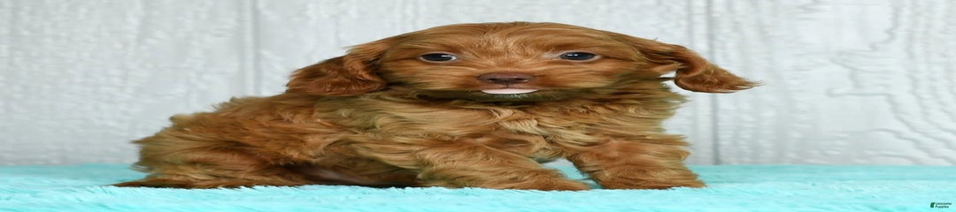 Bruno