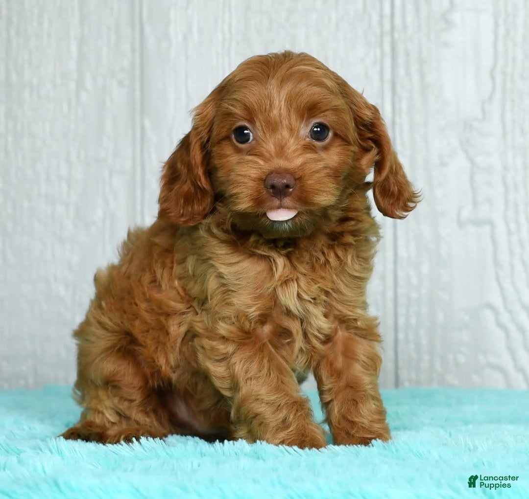 Cavapoo dogs for sale: Bruno - Image 1