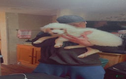 Great Pyrenees dogs for sale: Rocky - Image 5