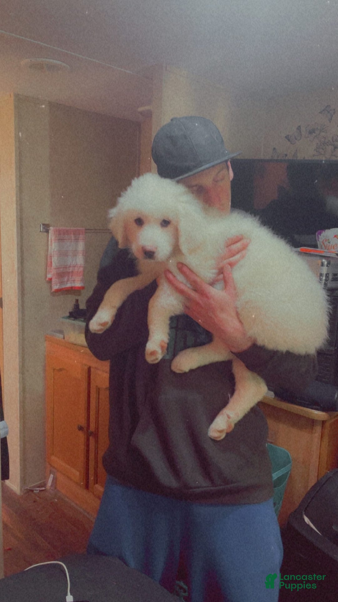 Great Pyrenees dogs for sale: Rocky - Image 5