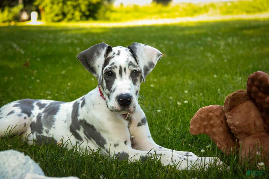 Great Dane dogs for sale: Electra - Image 21